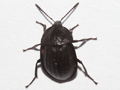 Phosphuga atrata
